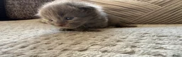 Mixed Breed cats for sale: ✨🐾Stunning domestic long haired kittens  - Advert 7