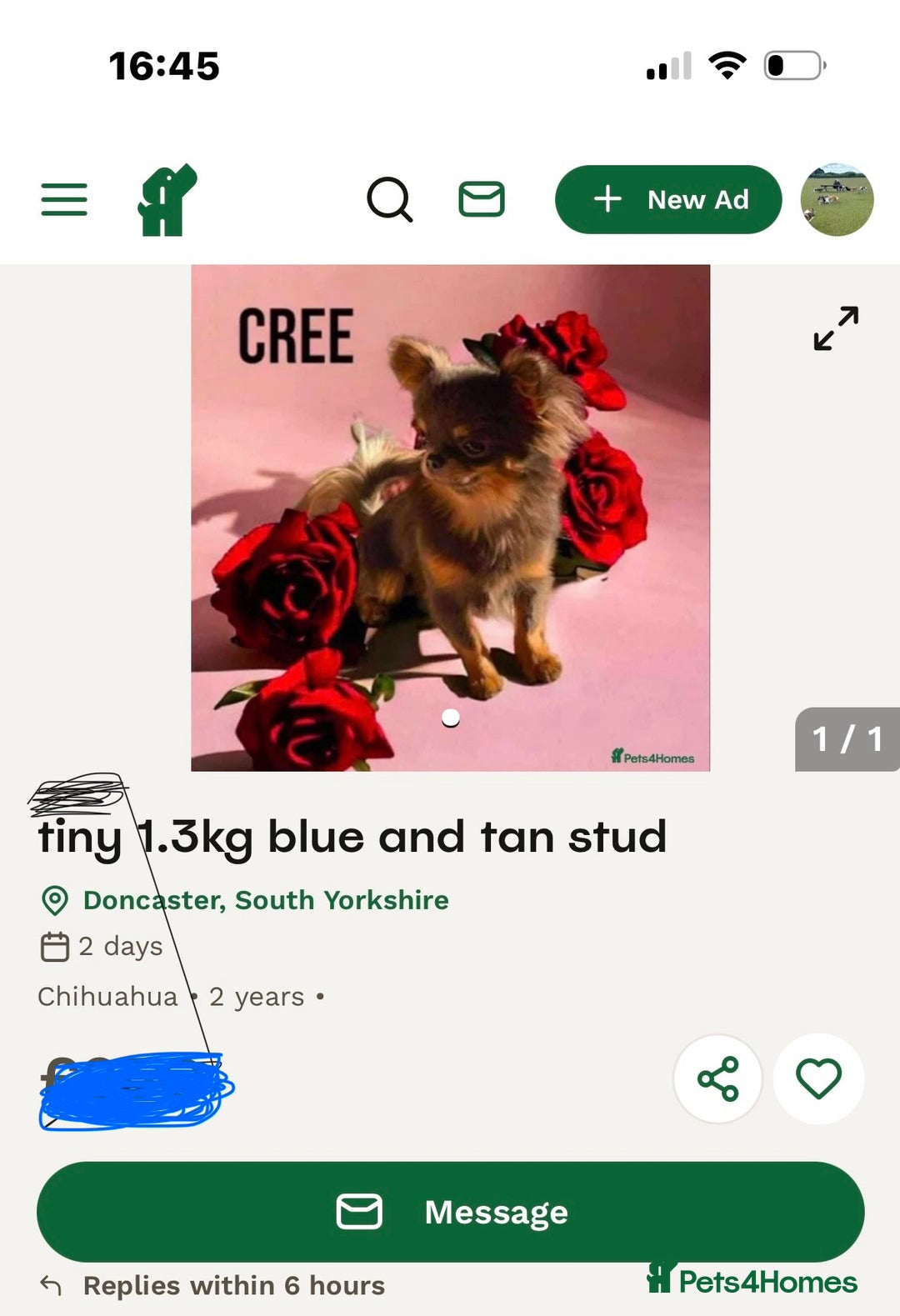 Chihuahua dogs for sale: Apple head blue white party boy puppy  - Advert 11