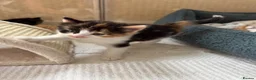 Mixed Breed cats for sale: Stunning kittens from a Maine Coon cross mum - Advert 23