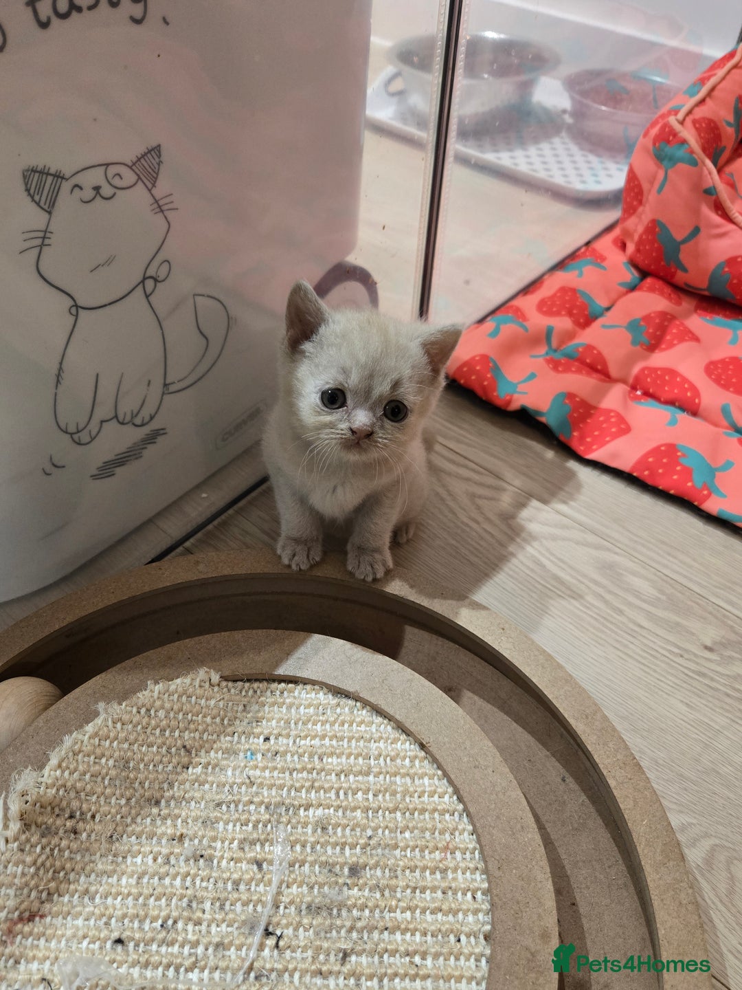 British Shorthair cats for sale: RARE Fawn British Shorthair Kitten £1000 - Advert 13