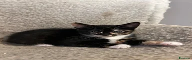 Calico Female 