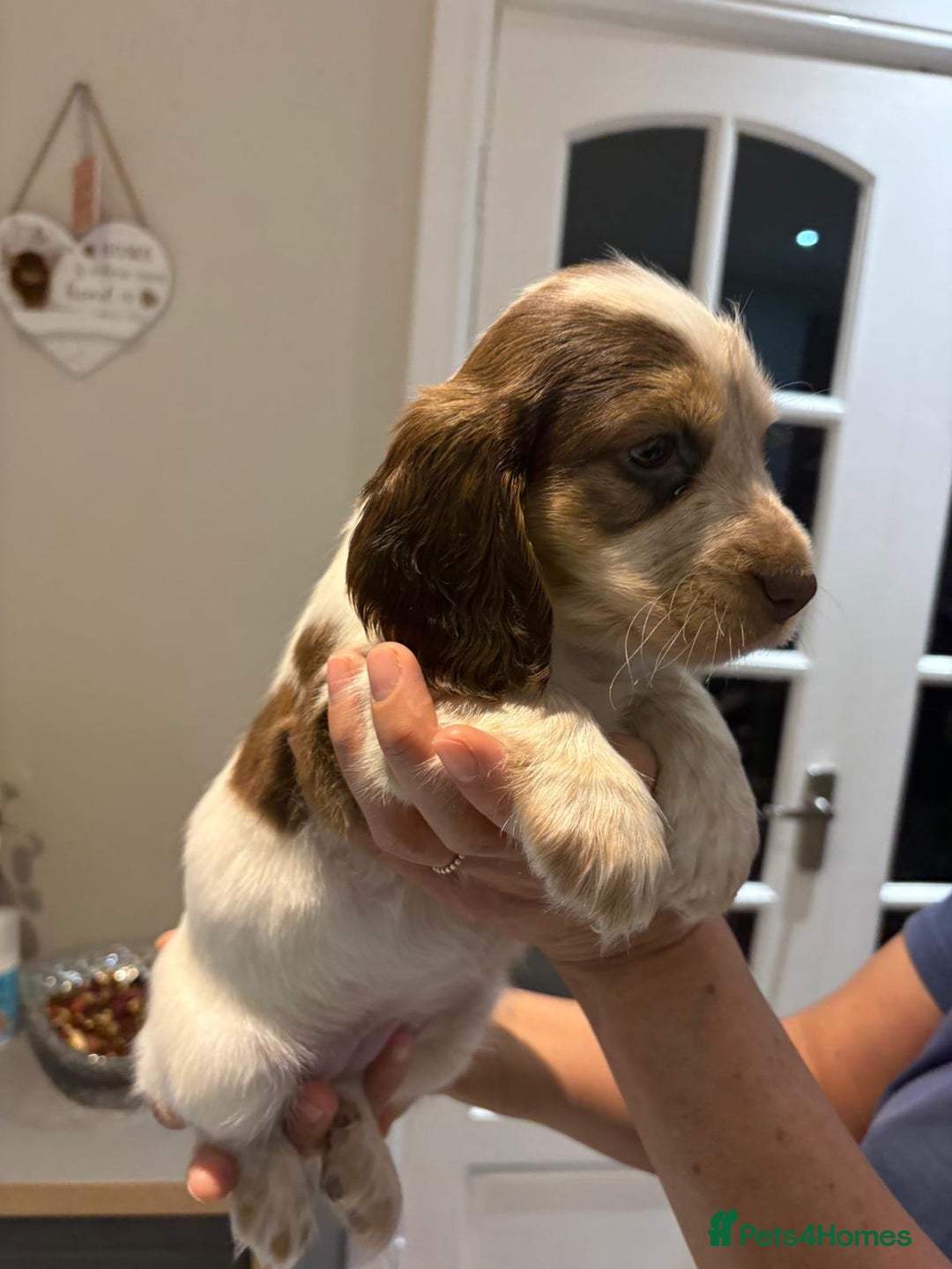 Cocker Spaniel dogs for sale: Pure show type KC reg DNA health test  - Advert 30