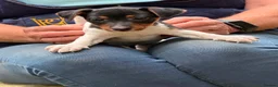 Jack Russell dogs for sale: Adorable Tri Coloured Miniature Jack Russell Pups - Advert 9