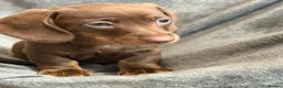 Miniature Dachshund dogs for sale: Long haired Miniature dachshund  - Advert 18