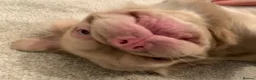 French Bulldog dogs for sale: Fluffy Frenchie seeking forever home  - Advert 2