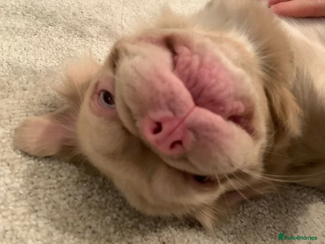 French Bulldog dogs for sale: Fluffy Frenchie seeking forever home  - Advert 2