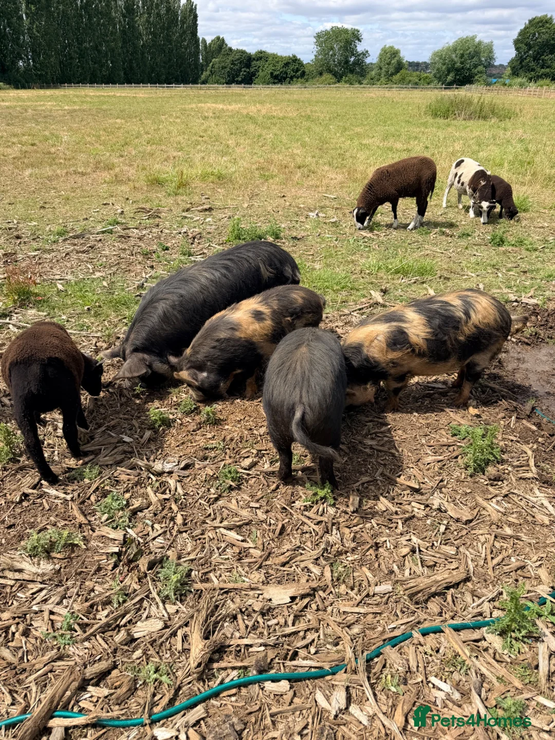 Pig livestock for sale: Registered KuneKune pigs - Advert 3