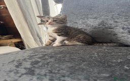 American Shorthair cats for sale: Kittens  - Image 4