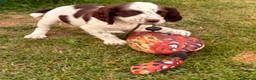 Cocker Spaniel dogs for sale: Working Cocker Spaniels - Advert 1