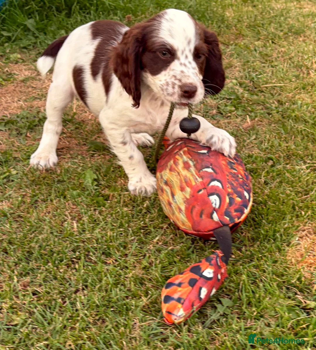 Cocker Spaniel dogs for sale: Working Cocker Spaniels - Advert 1