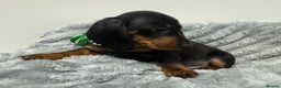 Miniature Dachshund dogs for sale: Gorgeous Miniature Dachshunds - Advert 19