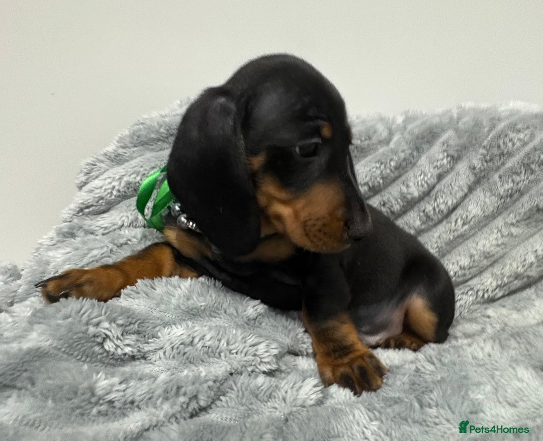 Miniature Dachshund dogs for sale: Gorgeous Miniature Dachshunds - Advert 19