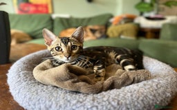 Bengal cats for sale: Beautiful Bengal Kittens Ready for Forever Homes - Image 8