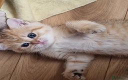 British Shorthair cats for sale: 1 TICA REG BSH GOLDEN COLOURPOINT POINT  - Image 7