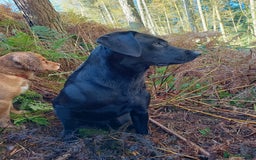 Labrador Retriever dogs for stud: Black Labrador Stud Dog Working  in Ellesmere - Image 5