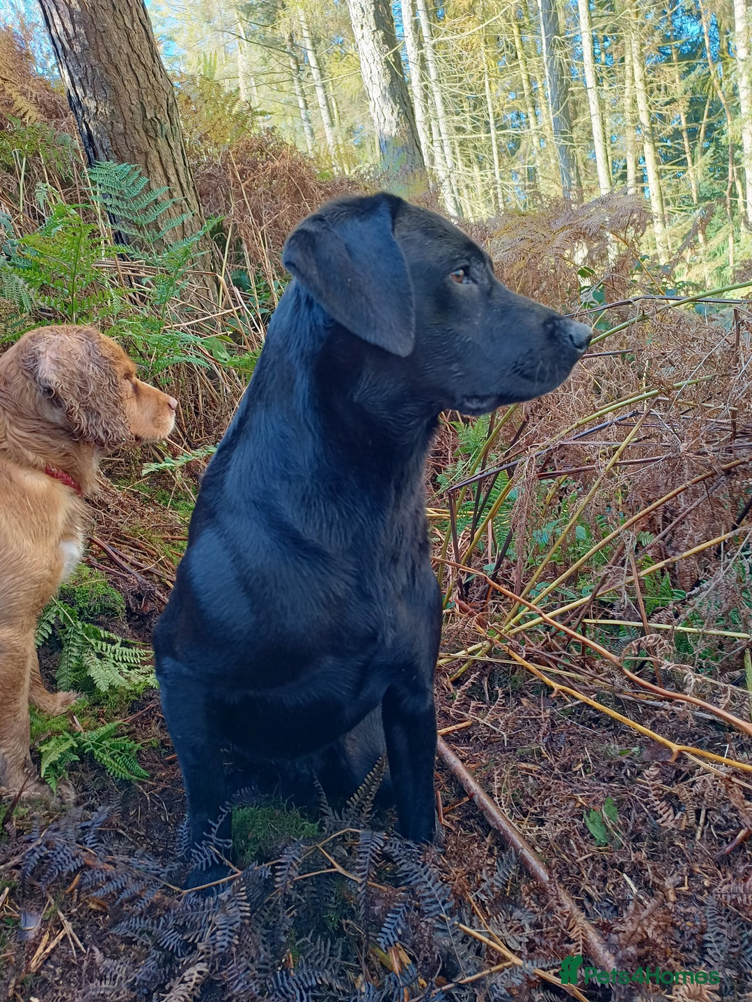 Labrador Retriever dogs for stud: Black Labrador Stud Dog Working  in Ellesmere - Image 5