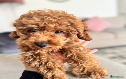 Toy Poodle dogs for sale: Looking for a Caring Home for My Toy Poodle Puppy - Image 4