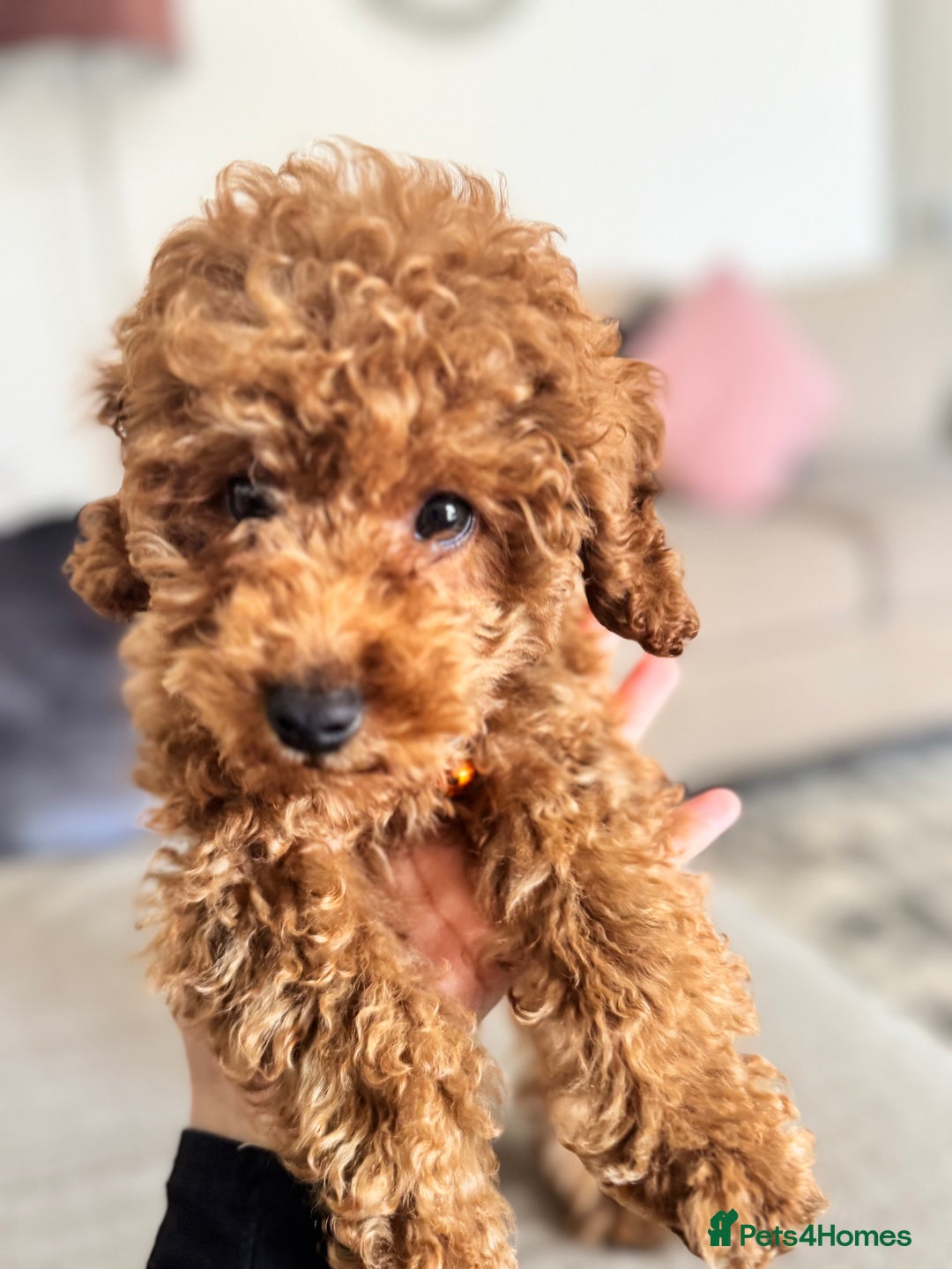 Toy Poodle dogs for sale: Looking for a Caring Home for My Toy Poodle Puppy - Image 4