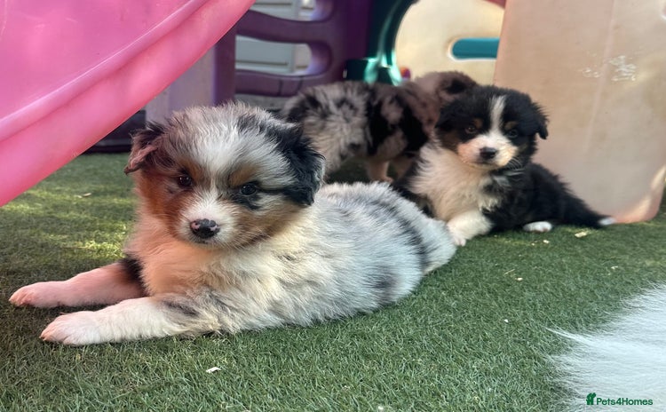 Australian Shepherd dogs - Advert 3