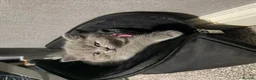 British Shorthair cats for sale: Exceptional BritishShorthair Kittens  - Advert 36
