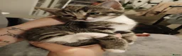 Domestic Shorthair cats for sale: Kittens  - Advert 3