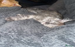 Maine Coon cats for sale: TICA registered Maine coon kittens  - Image 34