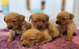 Labrador Retriever dogs for sale: ONLY 1 BEAUTIFUL KC FOX RED GIRL LAB AVAILABLE - Image 26