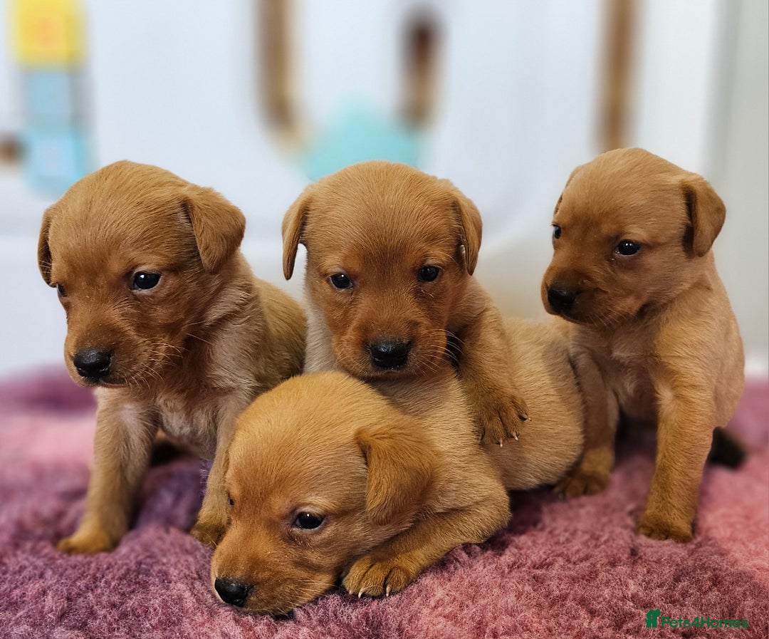 Labrador Retriever dogs for sale: ONLY 1 BEAUTIFUL KC FOX RED GIRL LAB AVAILABLE - Image 26