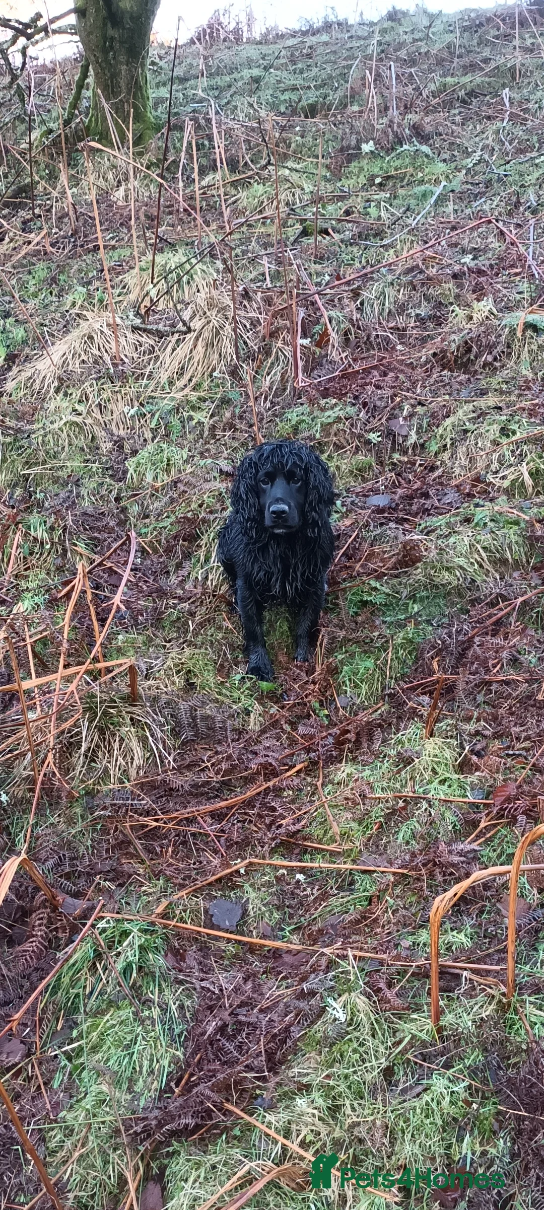 Cocker Spaniel dogs for stud: Working Cocker at stud  in Hexham - Advert 2