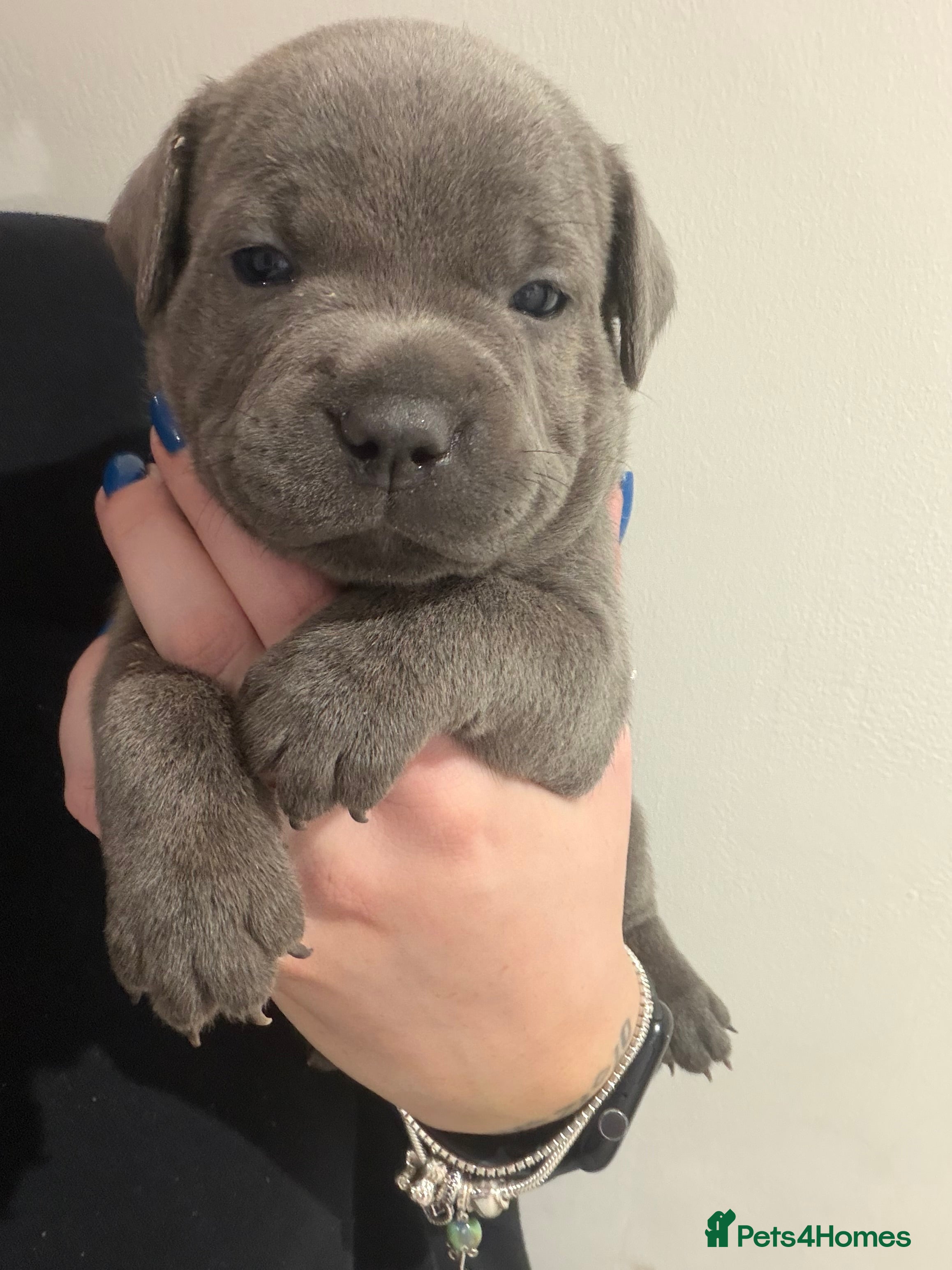 Staffordshire Bull Terrier dogs Amazing blue Staffordshire puppies - Advert 5