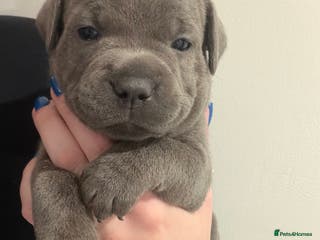 Staffordshire Bull Terrier dogs Amazing blue Staffordshire puppies - Advert 2