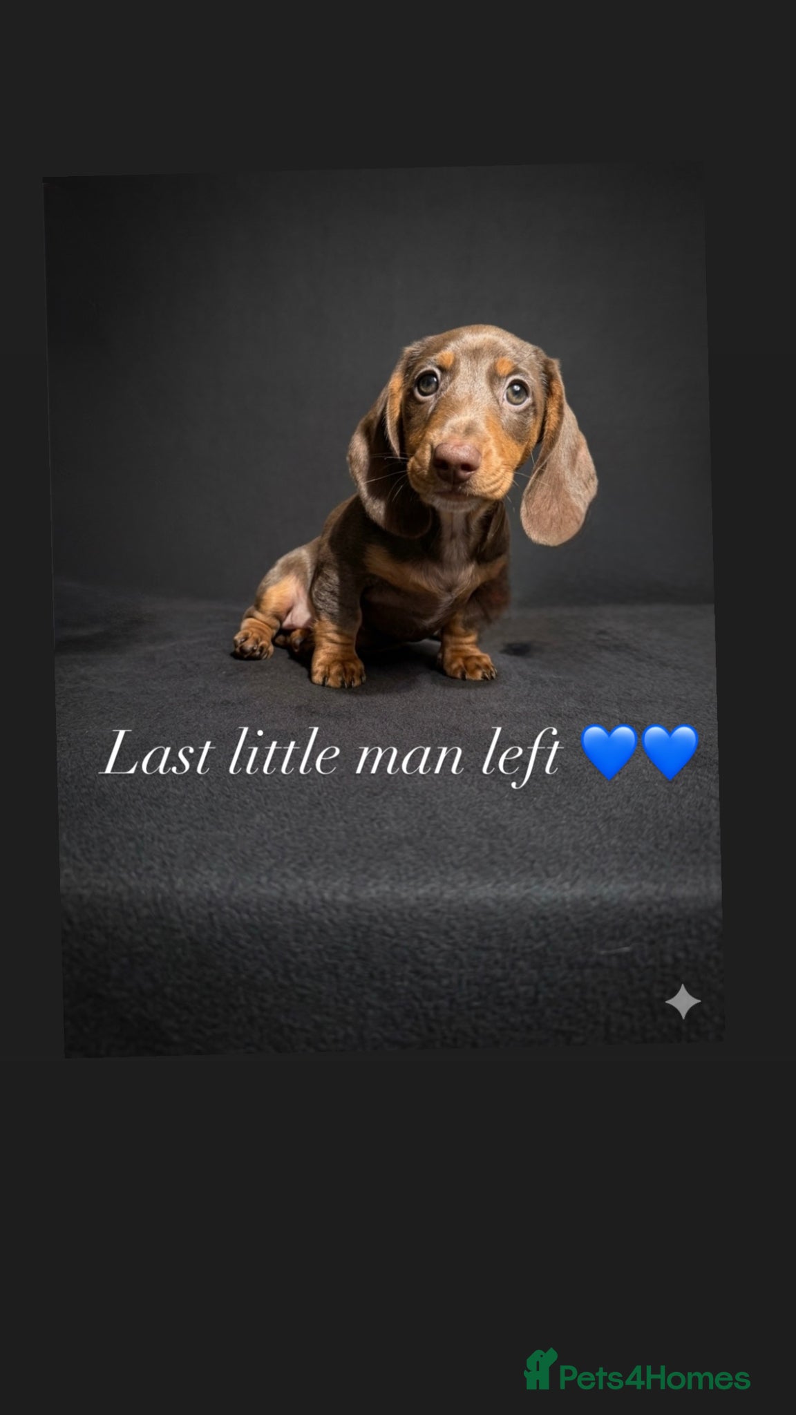 Miniature Dachshund dogs READY NOW LAST BOY  SERIOUS BUYERS ONLY  - Advert 2