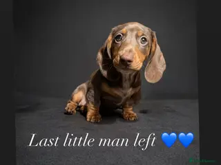Miniature Dachshund dogs READY NOW LAST BOY SERIOUS BUYERS ONLY - Advert 2