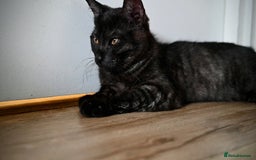Mixed Breed cats for sale: Beautiful British Shorthair Mixed Kittens🐾 - Image 5