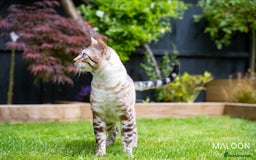 Bengal cats for sale: Majestic Blue-eyed Snow Bengal-TICA-Champion line - Image 7
