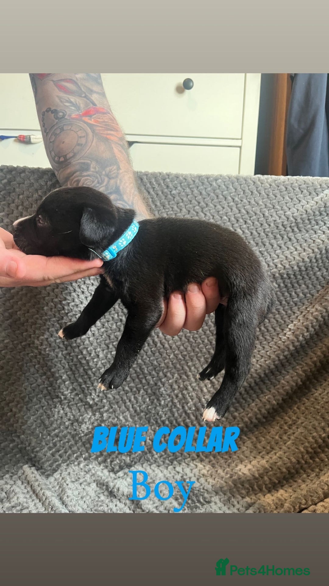 Mixed Breed dogs for sale: 11 Lurcher x Staffy pups for Sale! - Advert 33