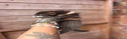 Ferret rodents for sale: FullangoraHob/1semiAngoraJill silver/2sableFullJil - Advert 3