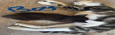 Bengal 4
