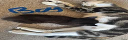 Bengal cats for sale: Cross bengal kitten  - Advert 15