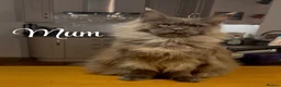 Maine Coon cats for sale: Maine Coon Kittens Russian & European Champ Lines  - Advert 8
