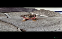 Miniature Dachshund dogs for sale: Ready now beautiful miniature dachshund pups - Image 12