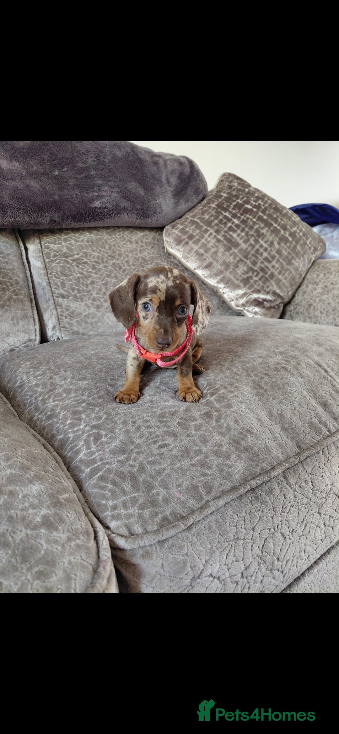 Miniature Dachshund dogs for sale: Ready now beautiful miniature dachshund pups - Image 12