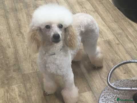 Miniature Poodle dogs Gorgeous apricot stud - Advert 1