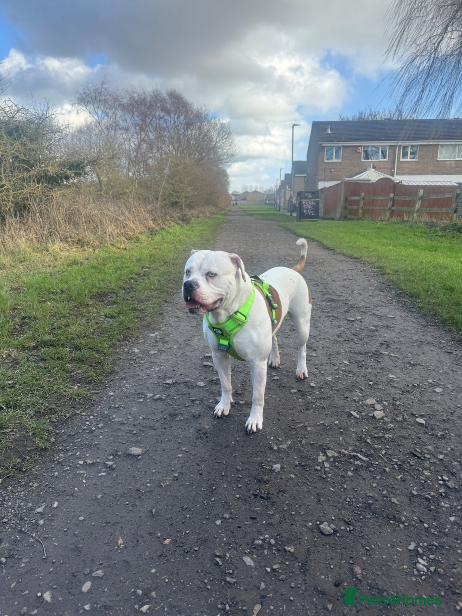American Bulldog dogs Male American bulldog  - Advert 10