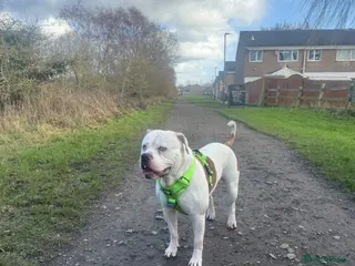 American Bulldog dogs Male American bulldog - Advert 10