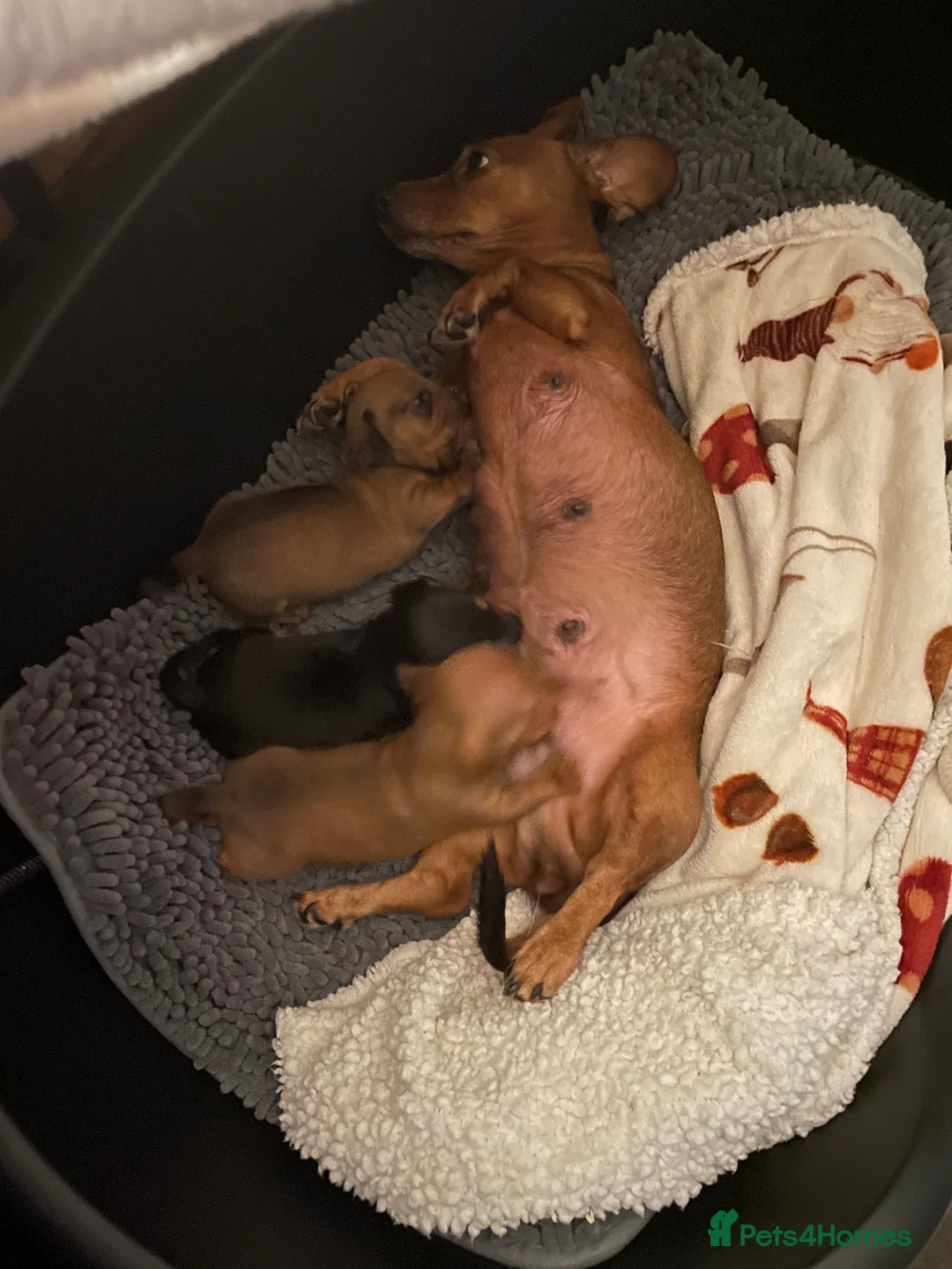 Miniature Dachshund dogs for sale: Miniature Dachshunds  in Pontypool - Advert 2