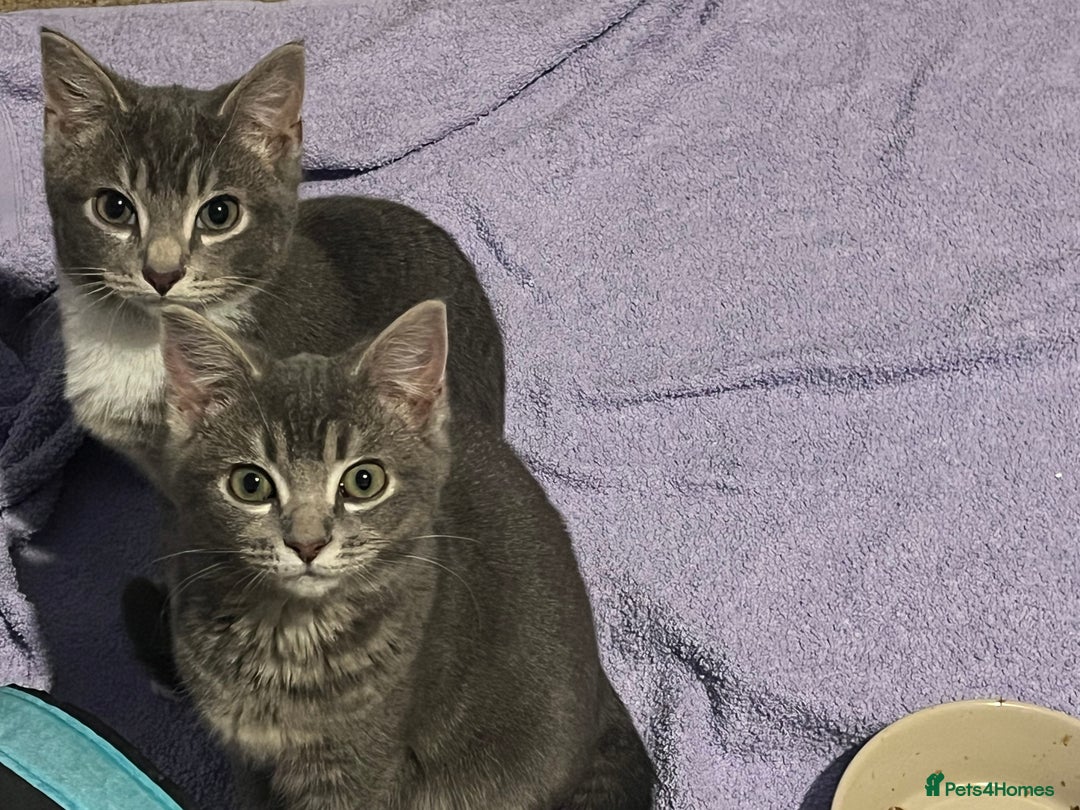 Mixed Breed cats for sale: Gorgeous kittens. Too pretty to be farm cats! - Advert 3