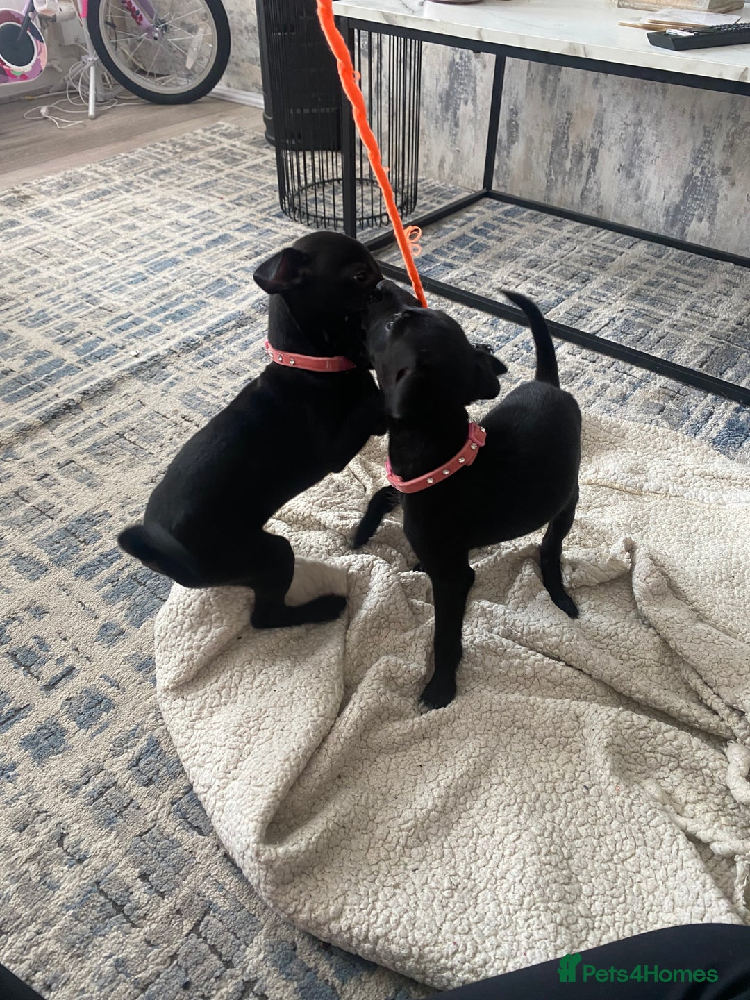 Patterjack dogs for sale: Patterdale puppies in Merthyr Tydfil - Image 2