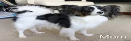 Papillon dogs for sale: Papillon puppies for sale - Advert 14