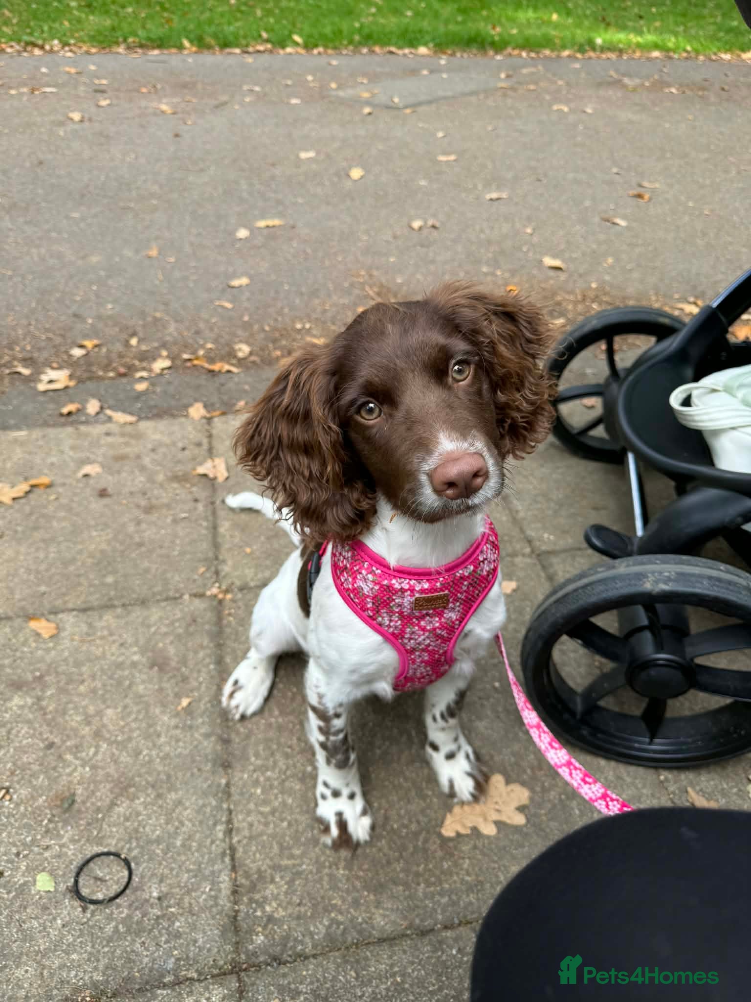 English Springer Spaniel dogs Very reluctant sale - Advert 15